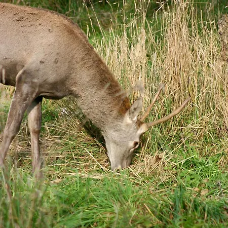 Black Deer - By Deer Hills Luxury *