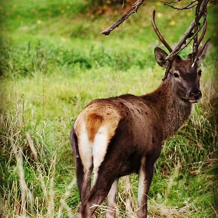 Black Deer - By Deer Hills Luxury