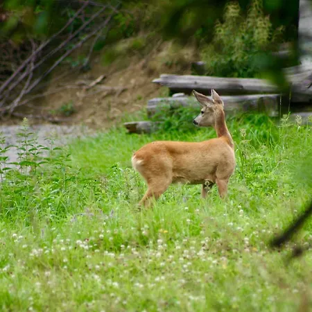 Black Deer - By Deer Hills Luxury Kocon