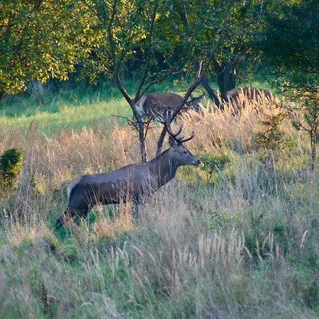 Black Deer - By Deer Hills Luxury * Kocon