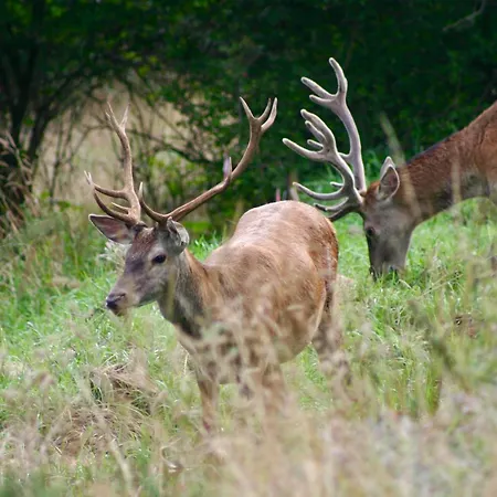 Apartment Black Deer - By Deer Hills Luxury